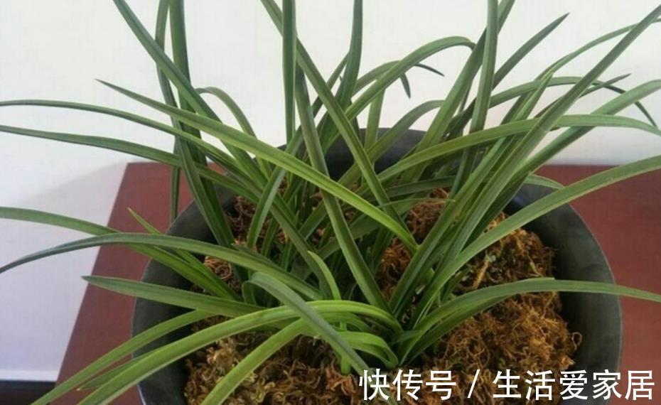 因素|哪些因素会导致兰花盆栽烂根？