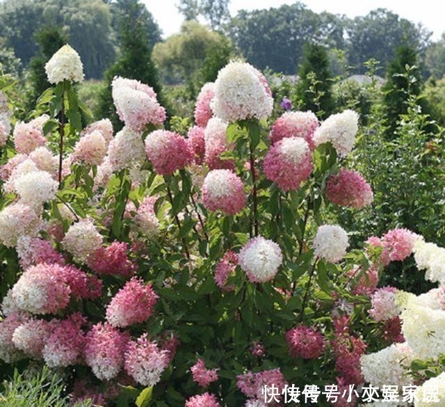 杜鹃|这6种花,记住晚上冻,白天晒,开花特别快!