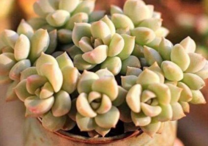 多肉白牡丹如何叶插才能越长越旺盛 这三个小妙招送给你