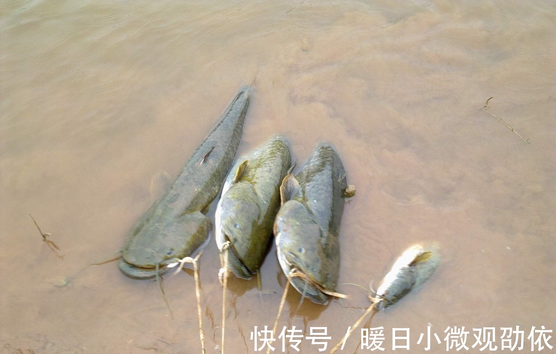 它比蚯蚓还好用，如果你想钓鱼比别人钓的多，请花1分钟耐心看完