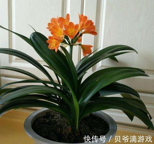 老花匠教你一个小妙招,君子兰不黄叶不干尖,油绿发亮惹人爱