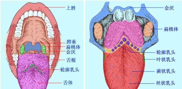 真的|电视剧中咬舌自尽是真的？给你讲解3个真相，赶紧收藏很关键