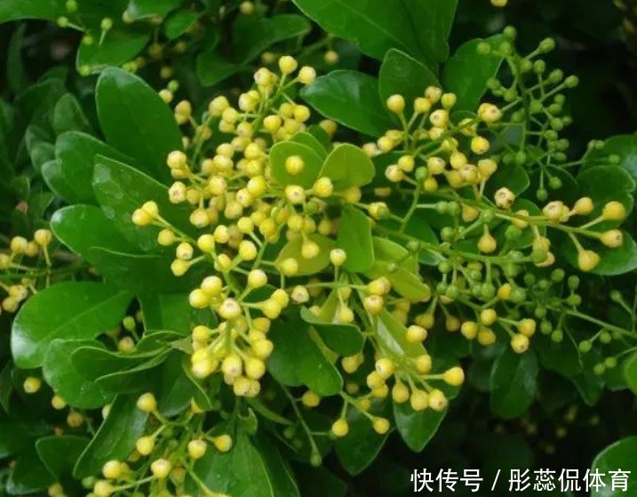 自带香味的“4种花”，比香水还好闻，养客厅一盆，香飘四溢！