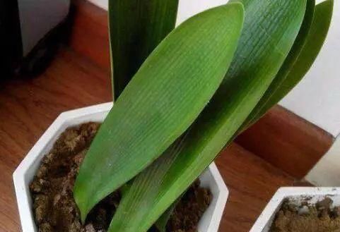 只要功夫深,君子兰照样扦插,养花牛人,用君子兰叶子扦插