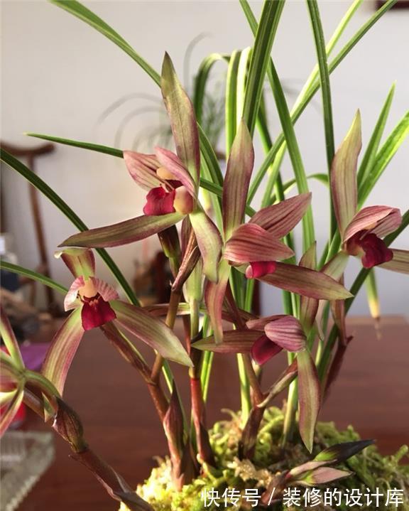 国色天香滇红素,从乡村野草到如今备受瞩目,无需春化还好养