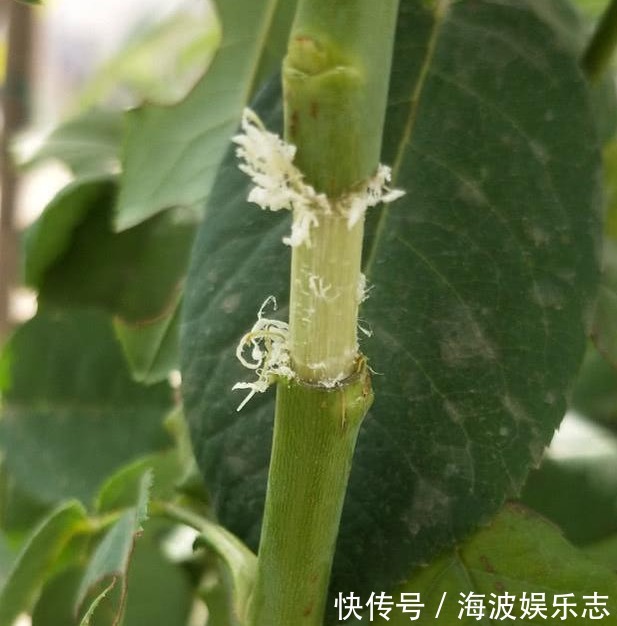 高压法|月季秋天扦插生根难用1法,让它在空中生根,又多又粗壮