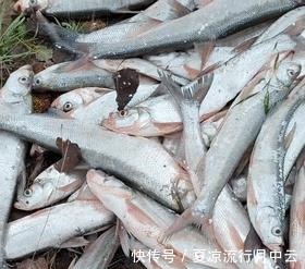 泥鳅钓法浙江钓友半天钓几十条大翘嘴鱼,网友你吃得完吗!