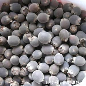 天宝蕉|农村“正在消失”的3种野果，全吃过的不多，你们吃过几种