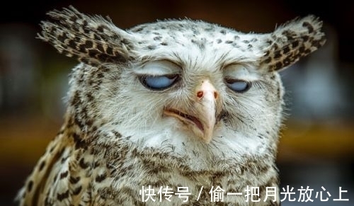 冷知识|20个冷知识，让人难以相信，原来真的有在空气就能存活的植物