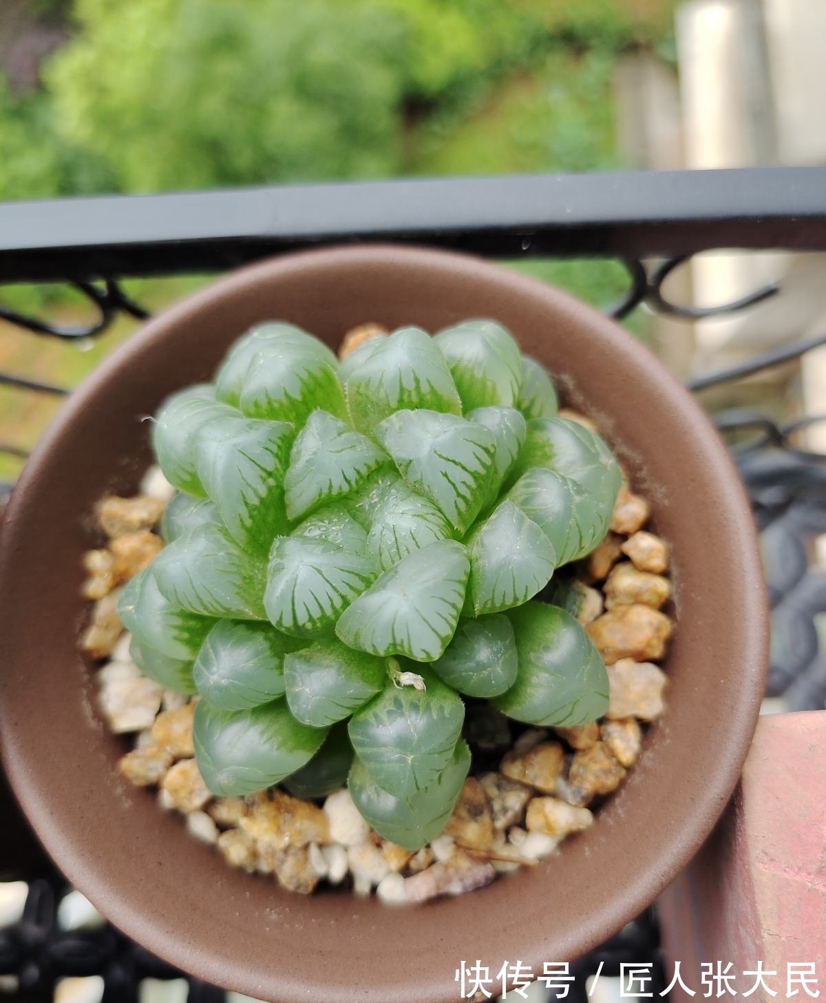 钱串子|19种多肉,花市买来像白捡,离流行趋势更近了