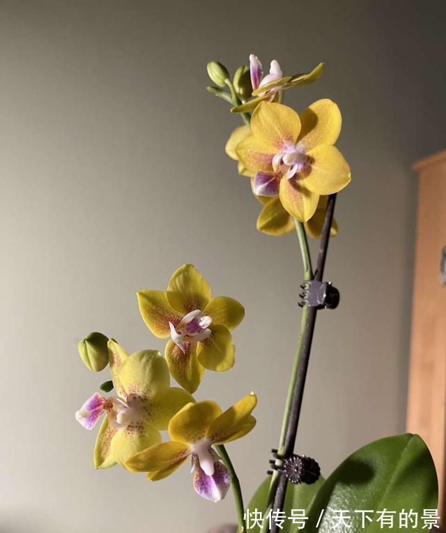 天冷了，这4种花，大肥大水要跟上，年底开爆盆