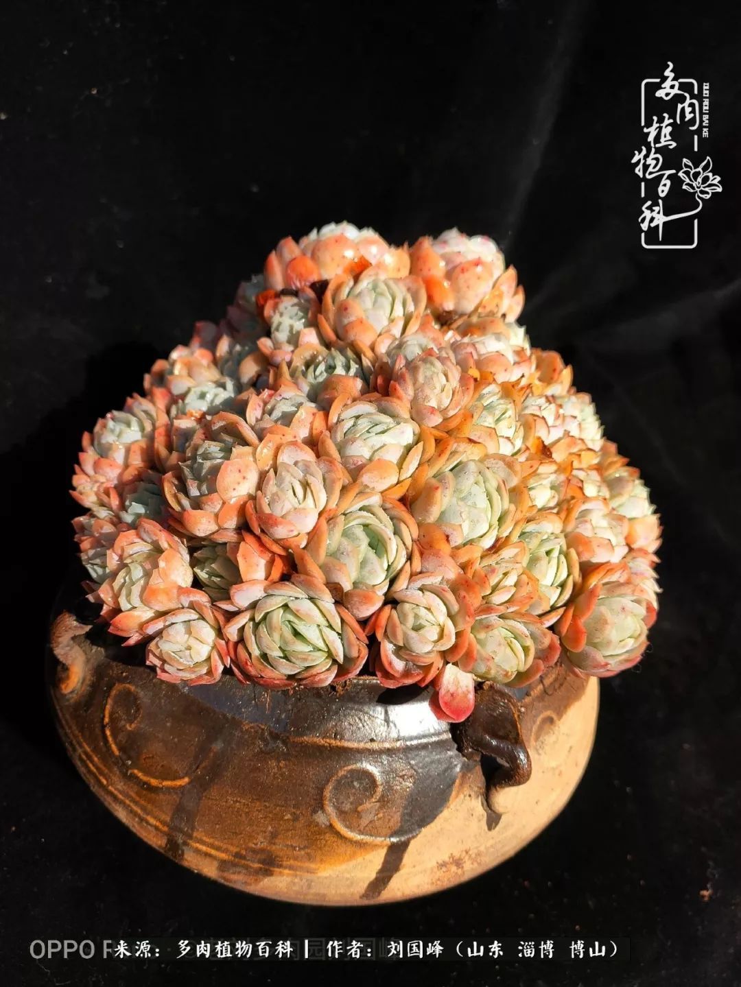 贵的不一定是对的,你的多肉究竟值多少钱附冬季养护攻略!