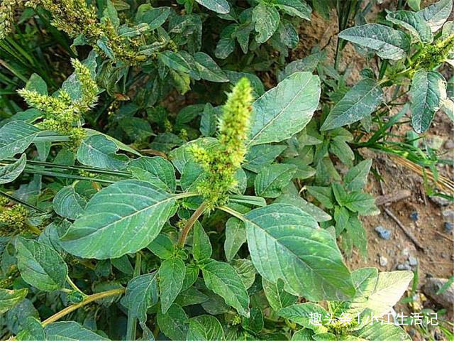 铁元素|农村一种会“流血”的野菜,钙、铁含量极高,治肠炎,提高免疫力