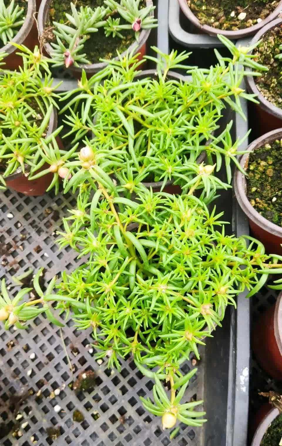 这3种花,开始春播了,7天破土,很快开成花海洋