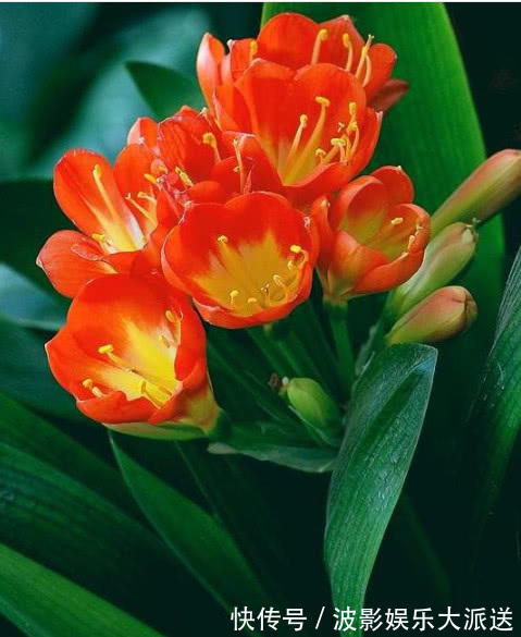 悄悄告诉你，养护君子兰有个“小秘密”，叶片油绿，年年开花不断