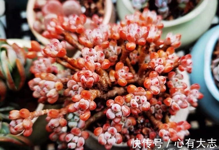 初冬养多肉,给它们来点“神仙水”,不但拍照好看,也不影响上色