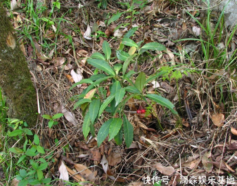 观赏价值|路边遇见三种小植物，建议及时移栽，个个是好盆景