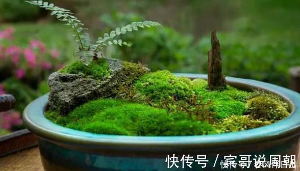 不良习惯|深陷这些“养花误区”,走不出来,就别怪植物活不久、长不好