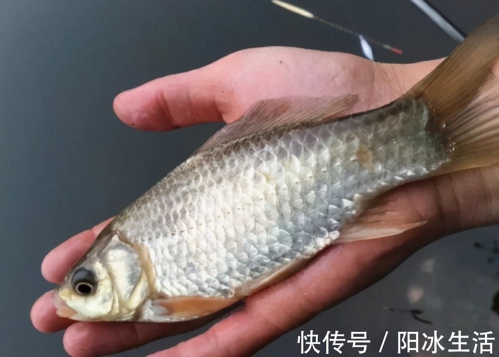 虾皮|巧用玉米和白面自制鱼饵,野钓主攻鲫鲤,环保又省钱!