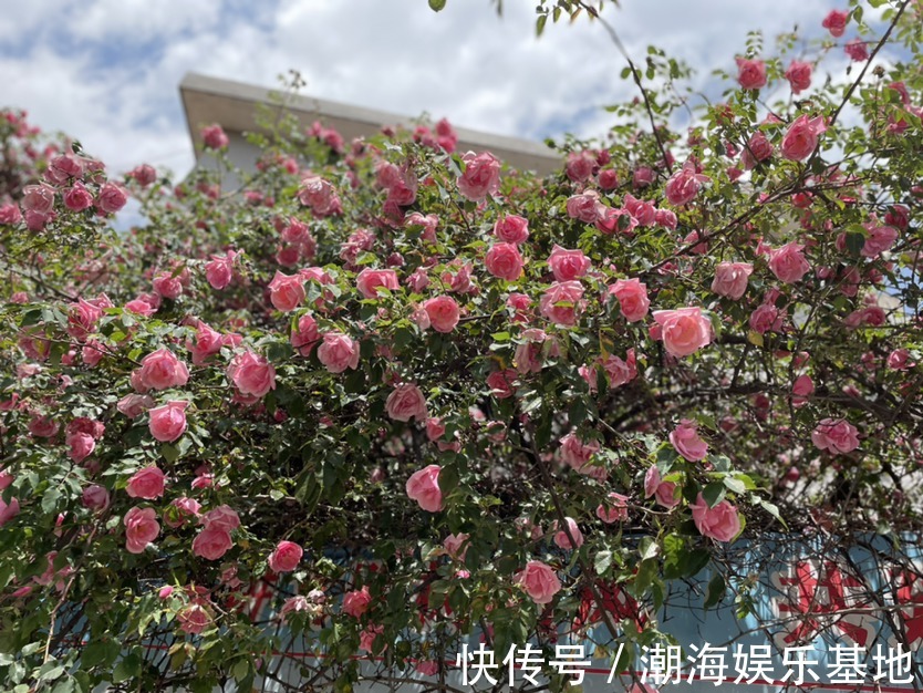 12个月各有各的花神，你出生在几月，你的花神就是它