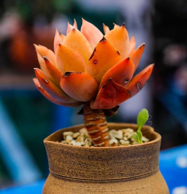 冬天养多肉,最怕3种水,一定要管住手,太勤快肉肉死的越快