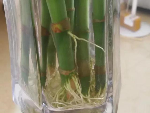 浇花水摻点它,比营养液、淘米水还肥,家里花草长得叶绿、花多