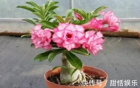 生命力|最命硬的6种花,30天不浇水,照样开花不断,1盆能活好几年