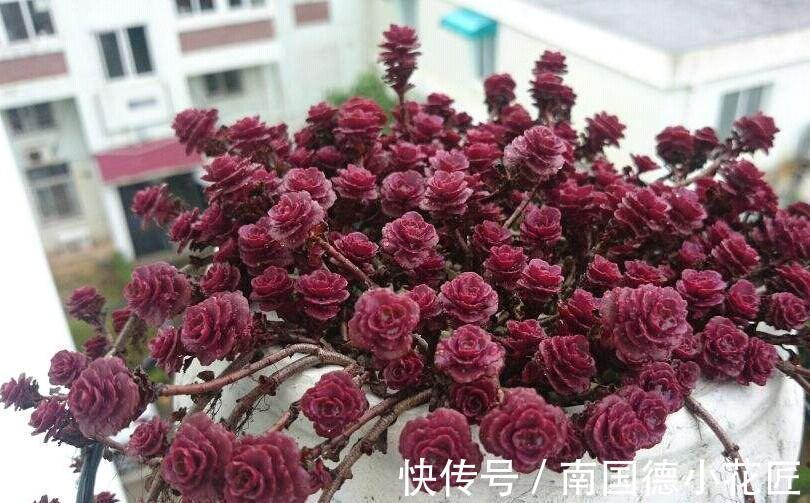 龙血景天，名字很霸气，实则是小清新的多肉植物小球玫瑰