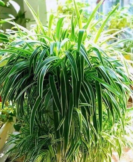 黄叶|养吊兰,最忌讳1件事,难怪黄叶,还弯折,现在纠正也不晚