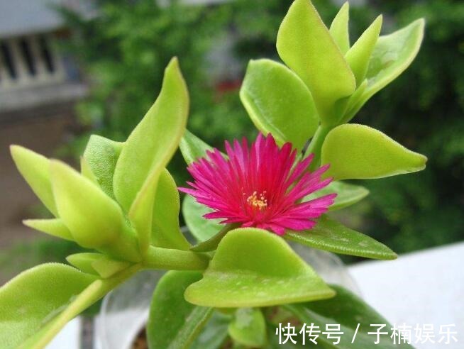 菊花|喜欢养菊花,不如养一盆牡丹吊兰,可作为蔬菜食用,味道清爽可口