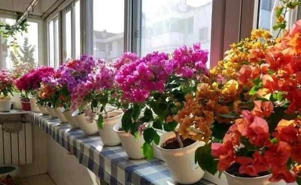 养花草别空有一番热情,学会这些小妙招,盆栽植物才能少出问题