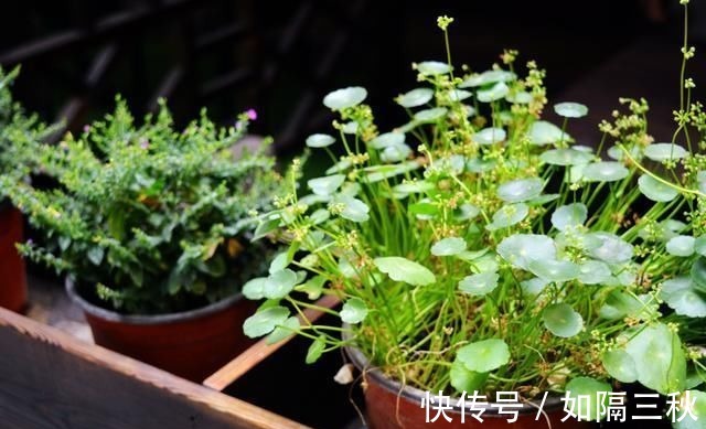 家里有5种花，春天记得“打头”修剪1下，这样才能长“饱满”