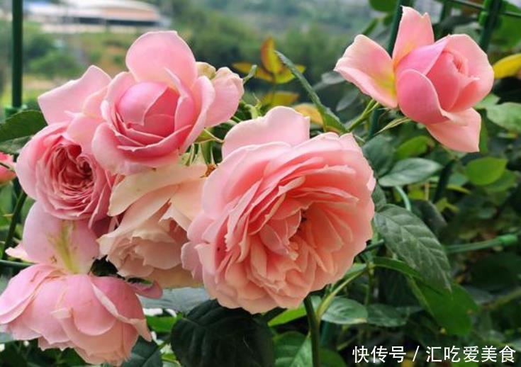 4种花自带财运,家里养一盆,开花漂亮花期长,谁养谁喜欢