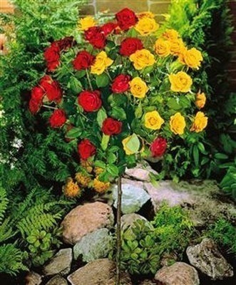 扇面型|建议家里不管多大,5种花卉盆栽必须有,不怕冻,满屋子飘香