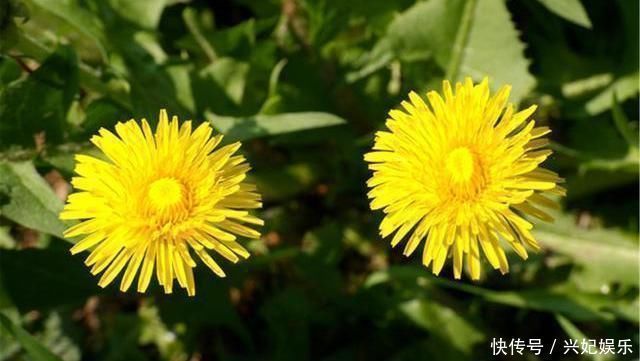 血压|一旦查出高血压,忌口2白,摒弃3习,做好4事,血压慢慢回归正常