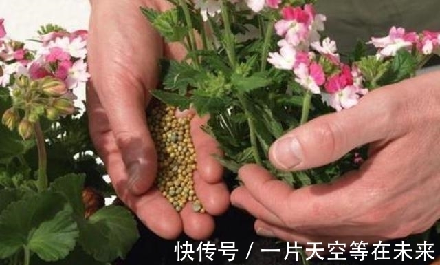 这些懒人“神器”,就是你养花的“绊脚石”,是养不好的主要原因