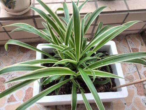 这4种盆栽,简单漂亮好养活,新手也可从1棵养到10棵,阳台放不下