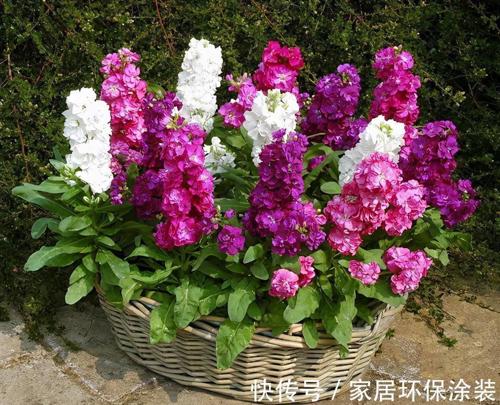 植株|此种耐冻花,自带体香,外面天寒地冻,家里开花香气满屋