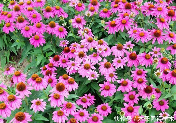 可爱的松果菊，一开花变成花海，耐旱耐旱，最适合院子里种