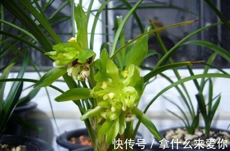 超好养的几款花朵,越浇水长得越旺,花开繁盛,烂漫又可人