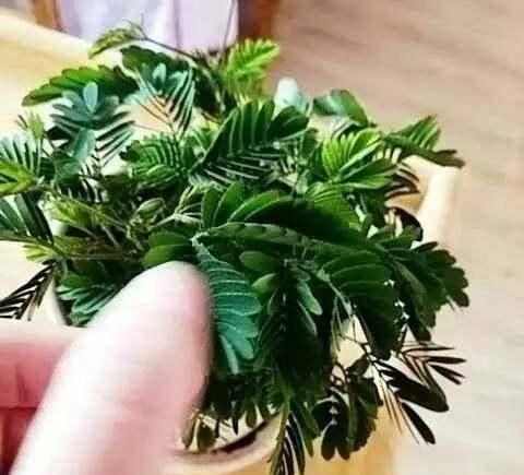 养花|养花一定要戒掉的坏习惯,不然家里全是空花盆,啥花也养不好