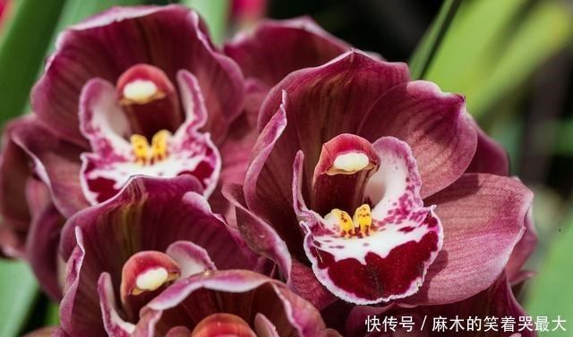 适合冬天养的8种耐阴花,没有直射光,也能有花赏!