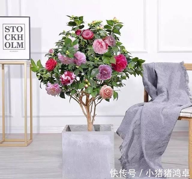 聪明人爱养这八种“守家树”,护宅吉祥保平安,养好了都是传家宝