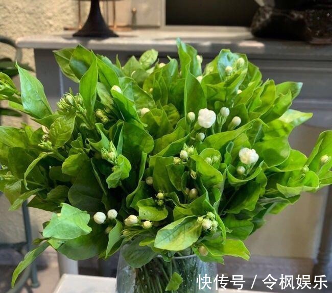 老中医最爱的8种花,一盆堪比小药箱,摘片叶子就能泡水喝!