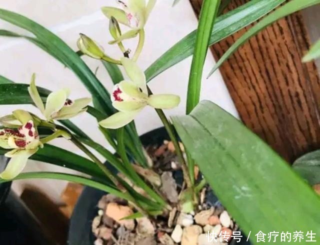 教你自制2种“磷肥”，给兰花用上，促花又促芽，长势旺！