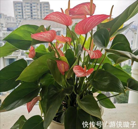 长寿花|5种“富贵花”,谨记“穷养它”,大盆换小盆,才能开满富贵花