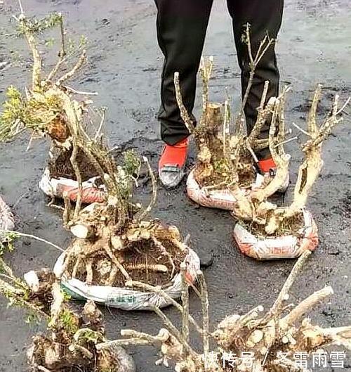 云贵大山的“黄杨市场”，是“原则”与艺术的碰撞，你站谁呢