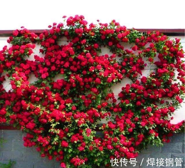 甜蜜红木香|我国最香的花,比桂花香10倍,好养易成活,家里种2棵就不得了
