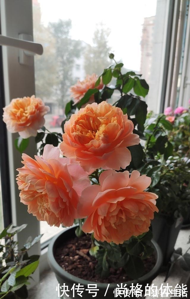 香气|不输果汁阳台,这款阳台盆栽月季,月月花开,香气四溢,值得入手!