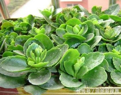 阳台|叶片肥嘟嘟，开花大又艳，自己扦插长寿花，不花钱长得满阳台都是